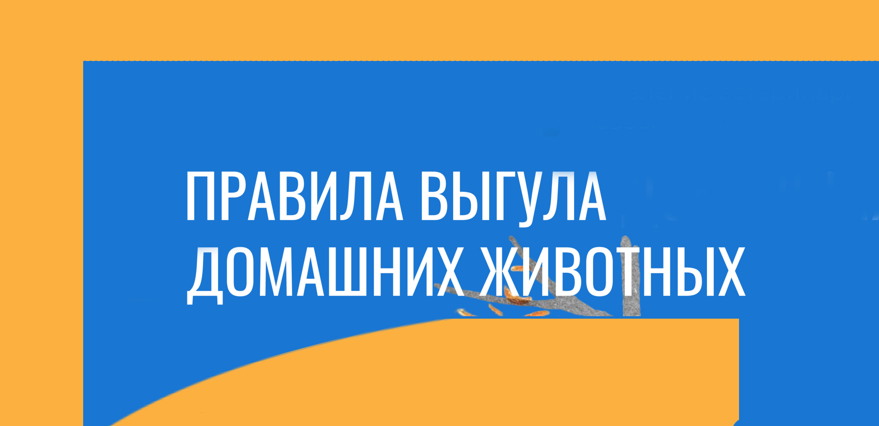 Правила выгула домашних животных