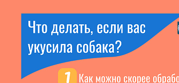 Что делать, если вас укусила собака